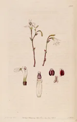Kuva Pogonia ophioglossoides (syn. Pogonia pendula)